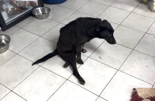 A rescued dog receiving care through Hope4 Rescue